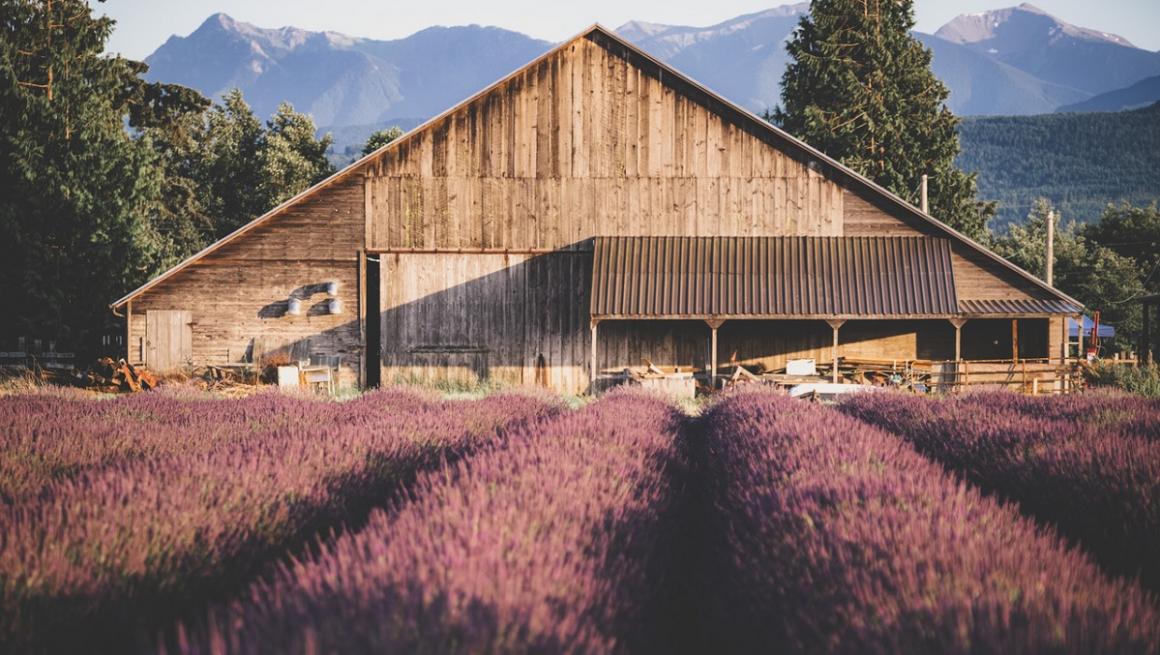 Sequim Lavender Festival and Other SeattleArea Lavender Farms Planner